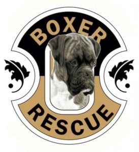 boxer-rescue