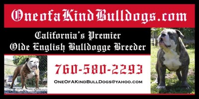 old-english-bulldog-breeders