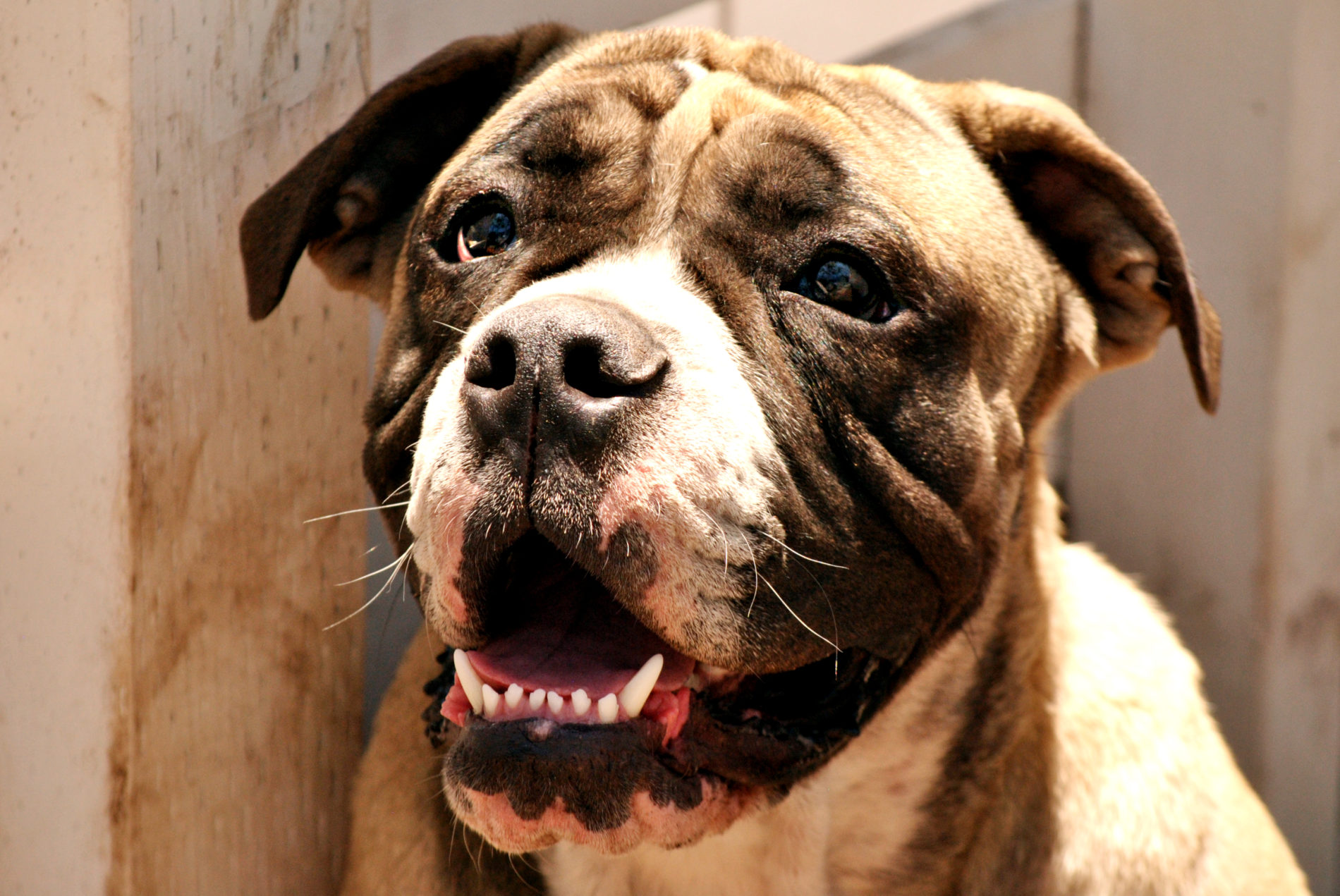 olde english bulldog rescue near me