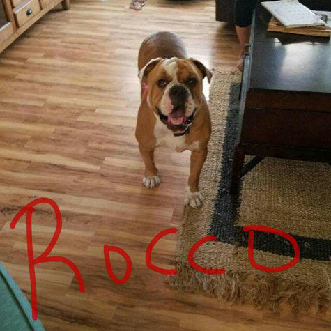Rocco1
