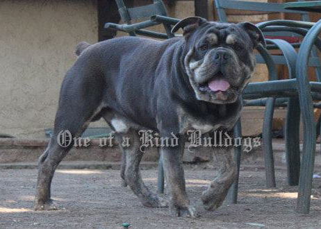 Olde English Bulldogge Django