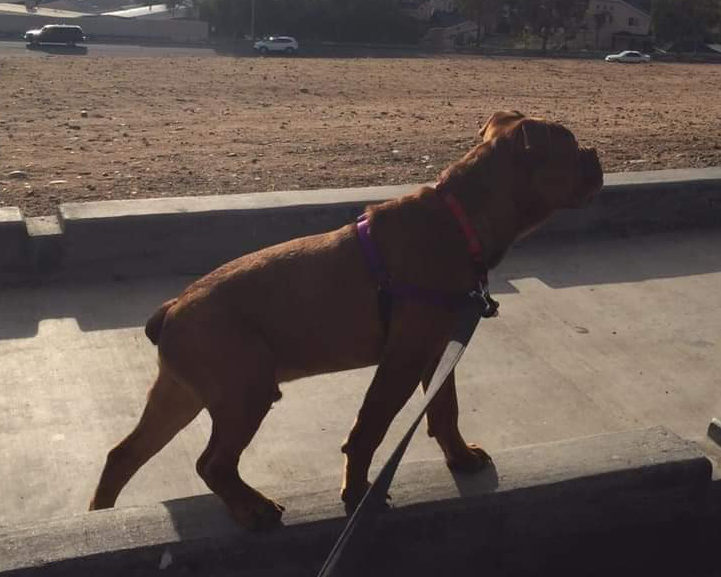 rico-olde-english-bulldogge-rescue-4